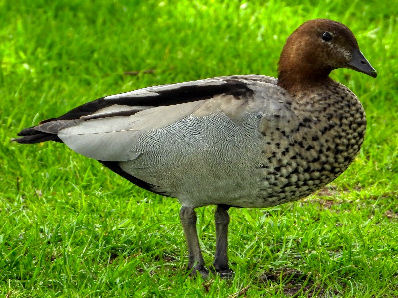 Mr Woodduck