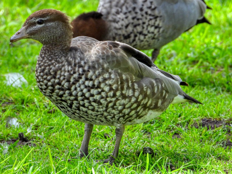 Mrs Woodduck