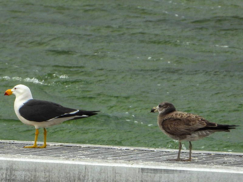 Pacific Gull - adult and juvenile