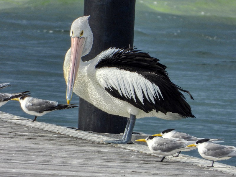 Pelican and Crested Terns