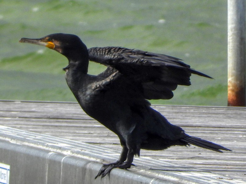 Great Cormorant