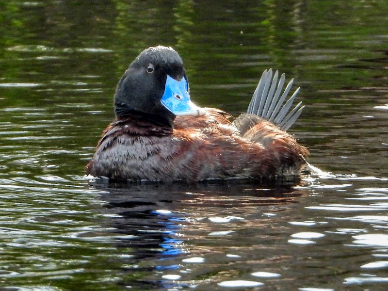 Mr Blue-billed Duck