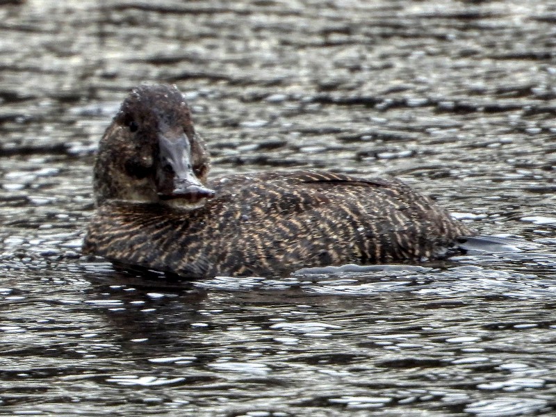 Mrs Blue-billed Duck