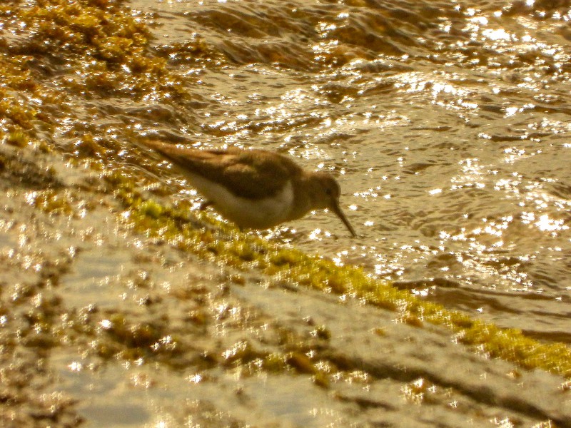 Common Sandpiper - working over rocks between waves