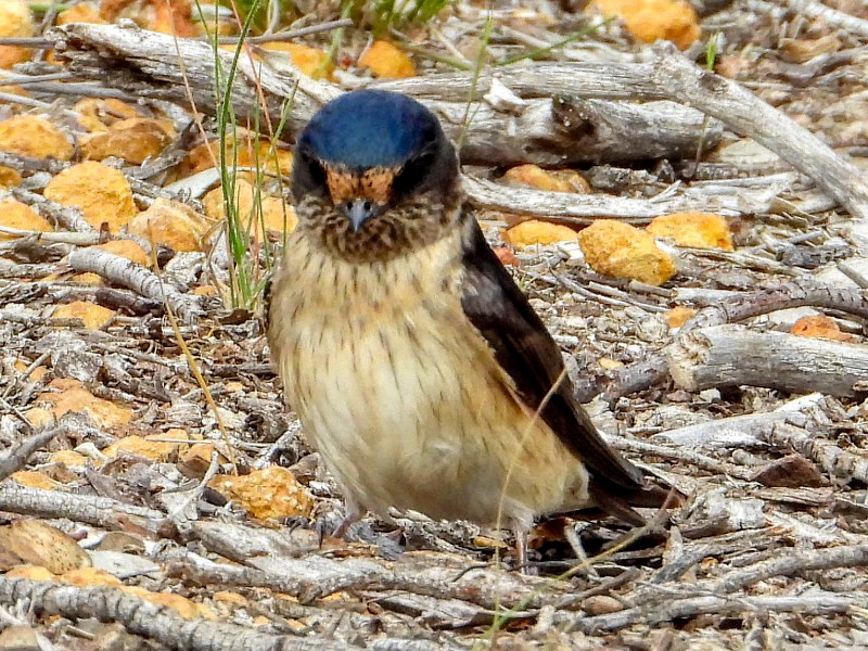 Tree Martin - hunting for nesting material