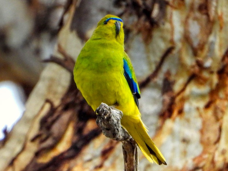 Elegant Parot