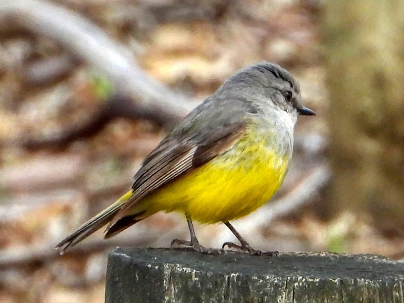 Western Yellow Robin