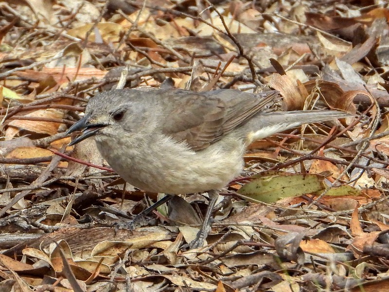 Grey Shrike Thrush