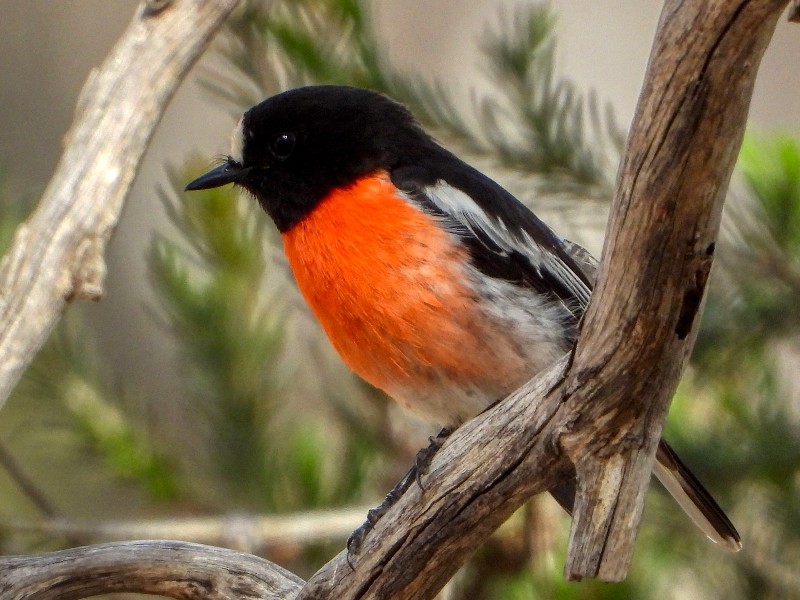 Scarlet Robin