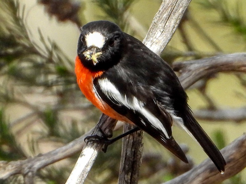 Scarlet Robin - with dinner