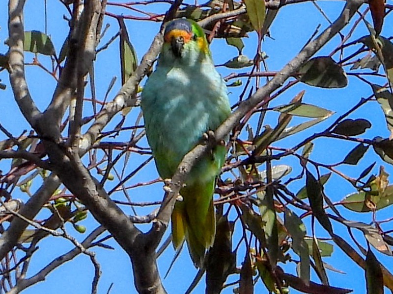 Purple-crowned Lorikeet