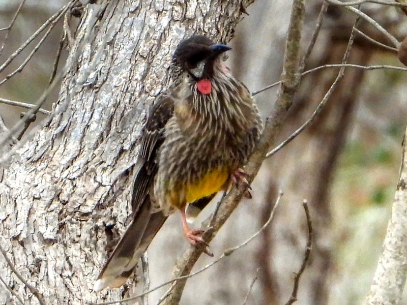 Red Wattlebird