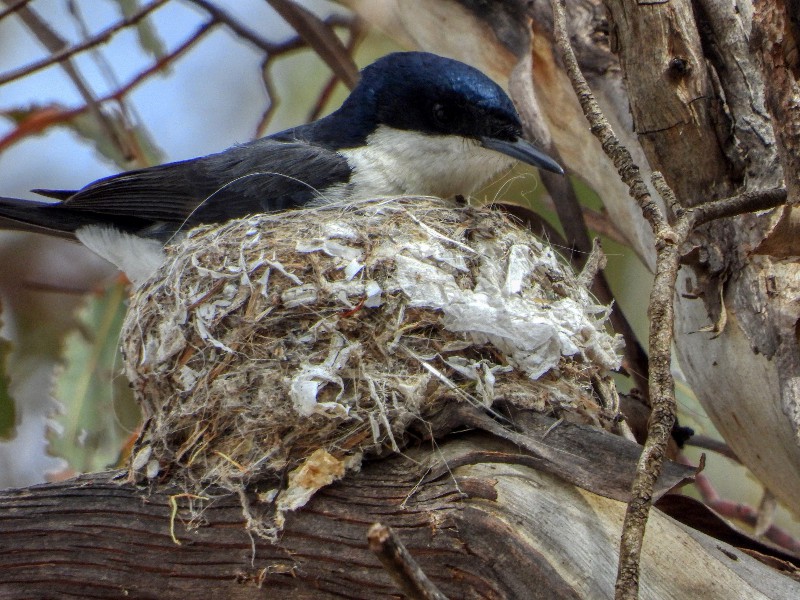 Restless Flycatcher on the nest