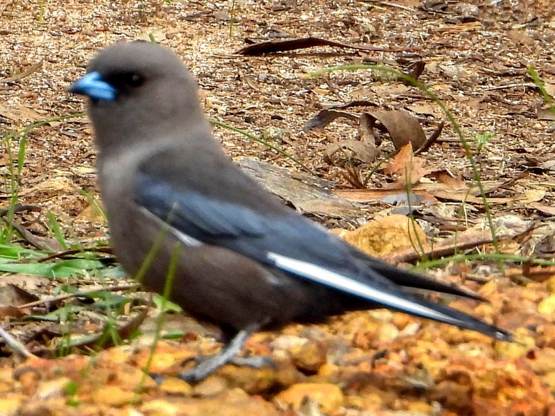 Dusky Woodswallow