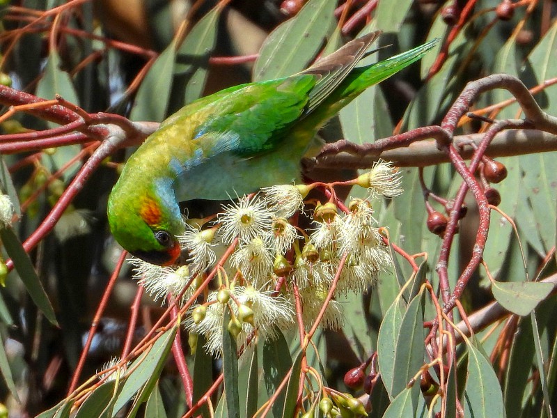 Purple-crowned Lorikeet - more normal view