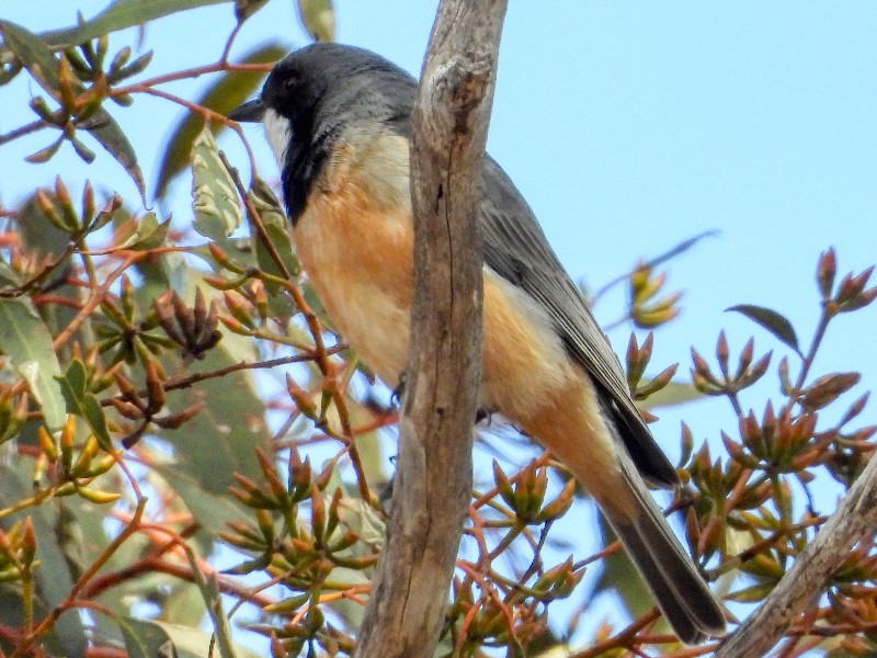 Rufous Whistler