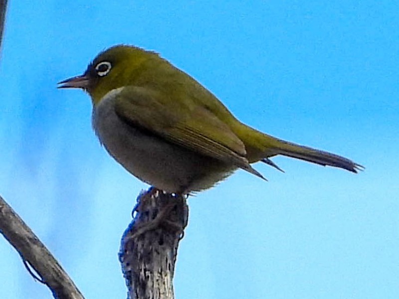 Silvereye