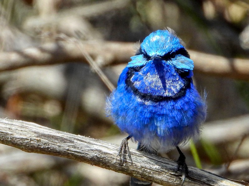 Splendid Fairy-wren