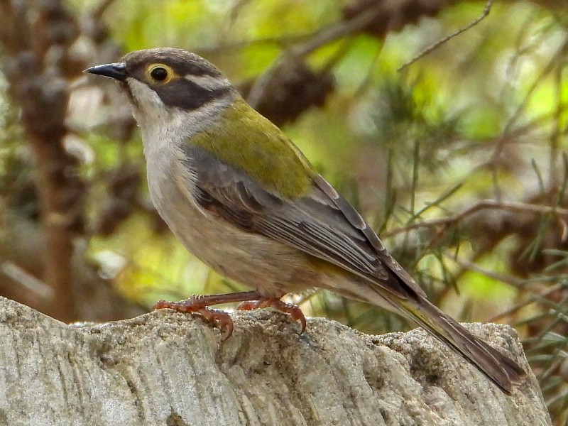 Brown-headed Honeyeater