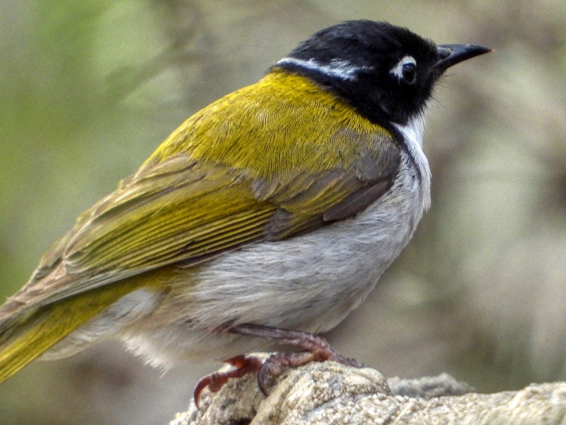 White-naped Honeyeater