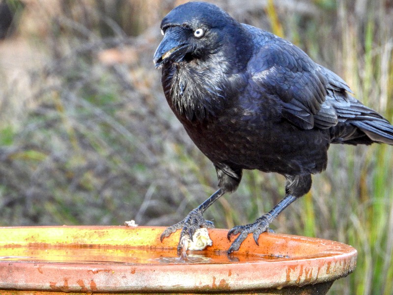 Australian Raven soaking its lunch