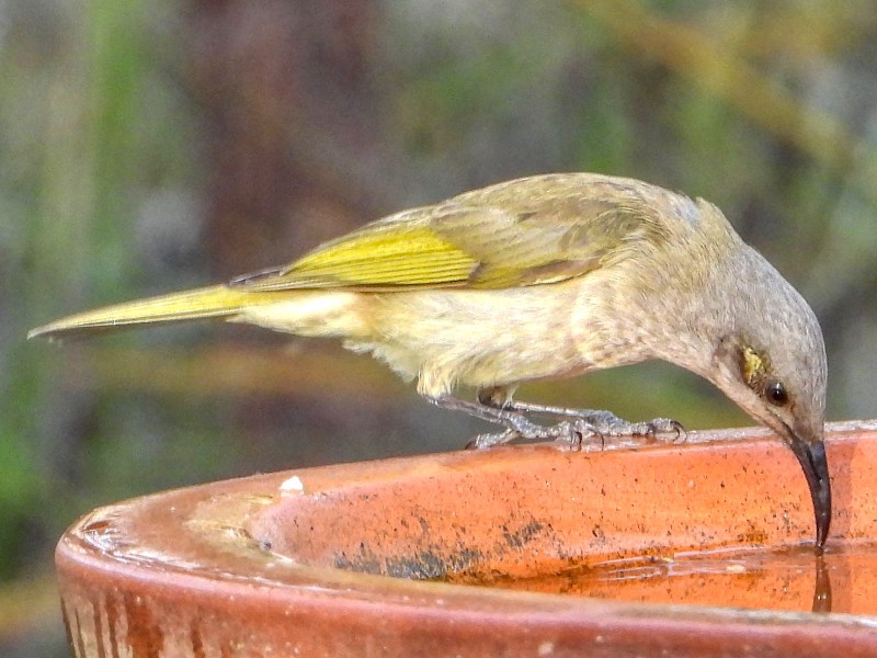 Brown Honeyeater