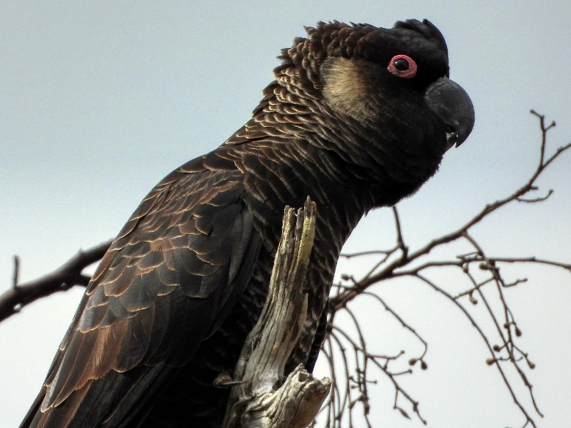 Short-billed Black-Cockatoo (Carnaby's)