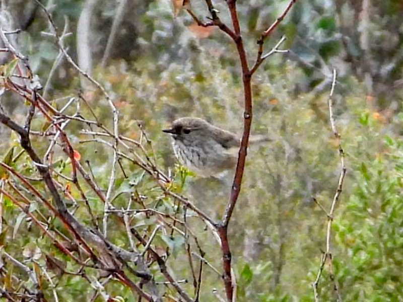 Inland Thornbill