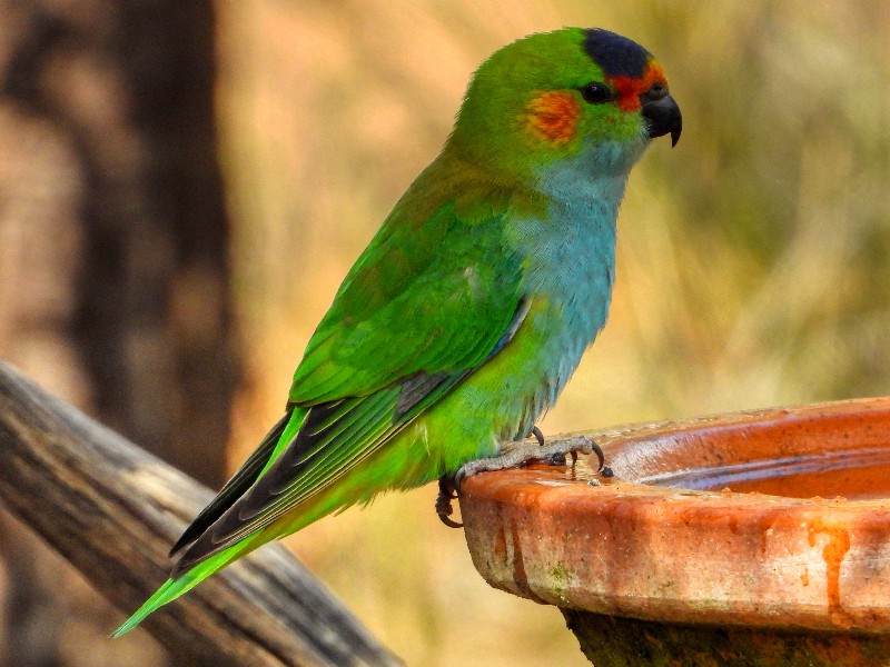 Purple-crowned Lorikeet