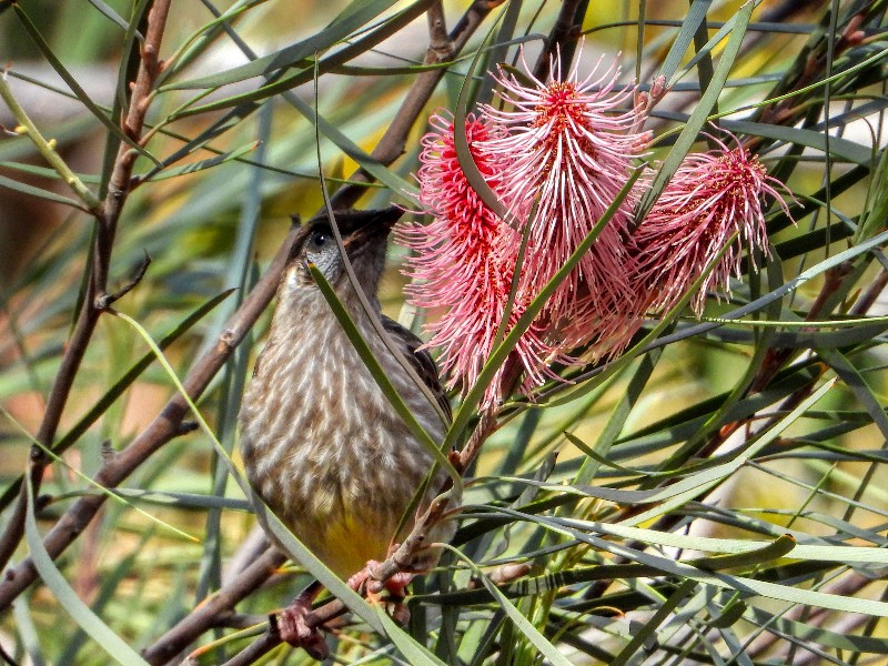 Red Wattlebird drops in for lunch