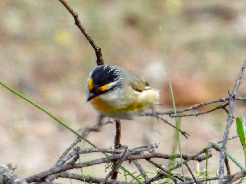 Striated Pardalote