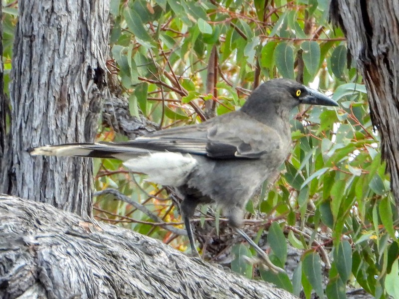 Grey Currawong