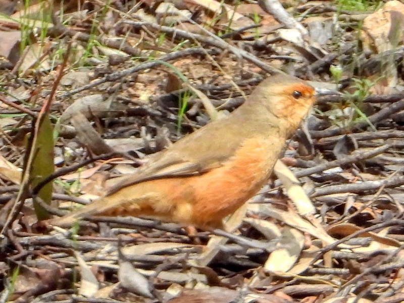 Rufous Treecreeper