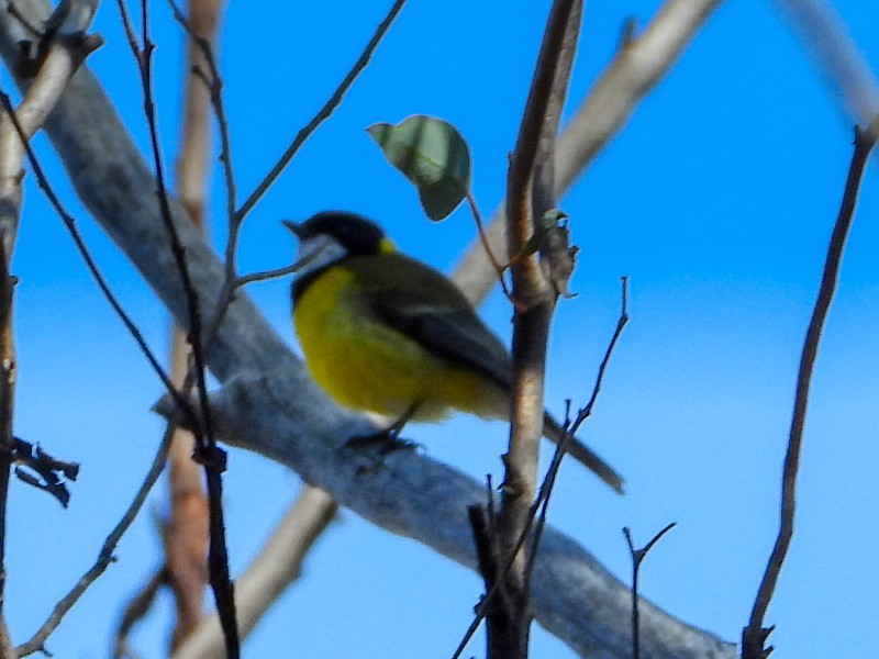 Golden Whistler