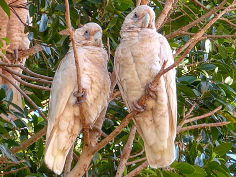 Little Corellas at Tom Price - looking pink