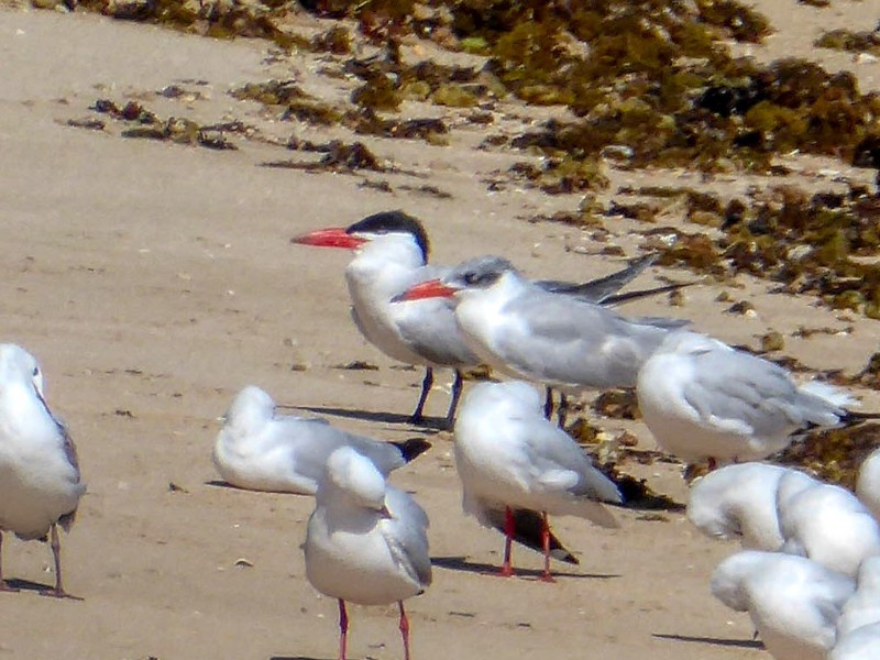 Caspian Terns - adult and immature (with Silver Guls)