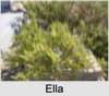 Ella May BACK