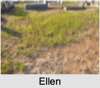 Ellen MADIGAN