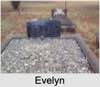 Evelyn Breary CARTER