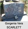 Gorgenia Vera SCARLETT