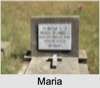 Maria Shanley COOK