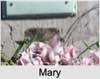 Mary Jardine VENABLES