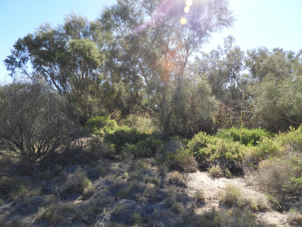 Vegetation at Dalhousie Springs