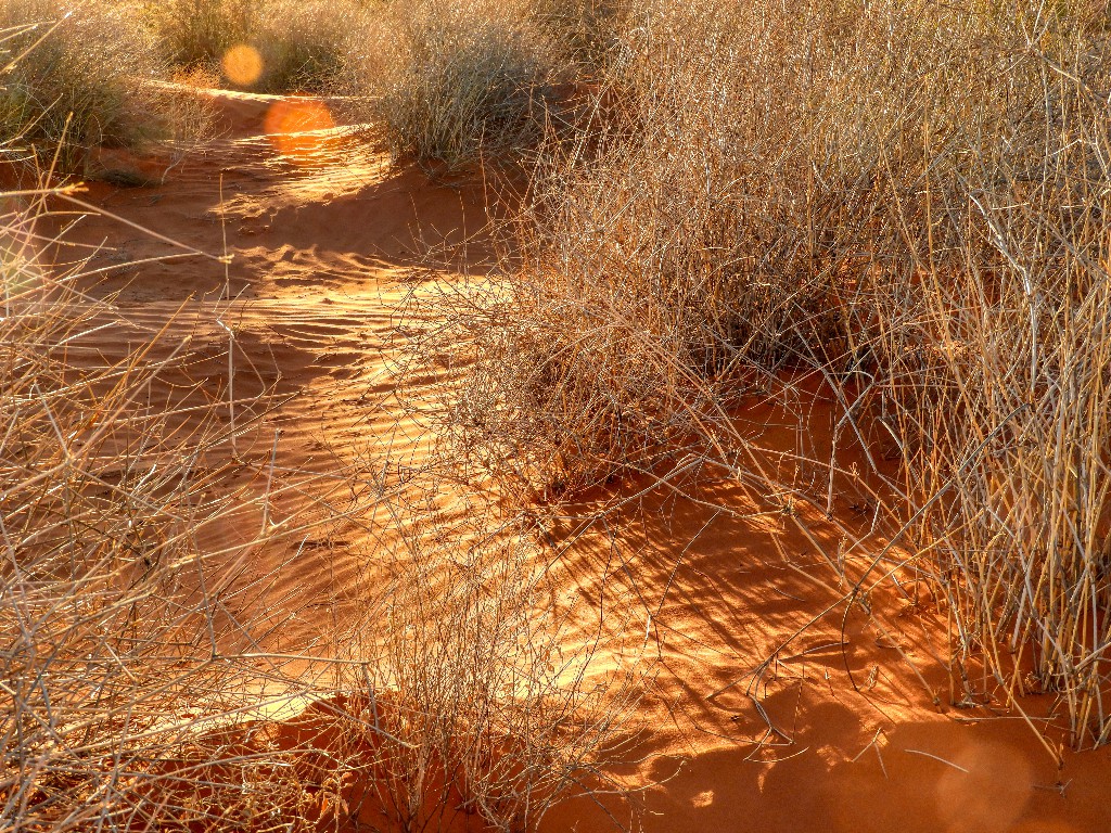 Sand with canegrass