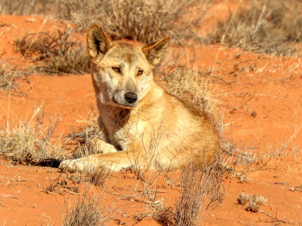 Dingo