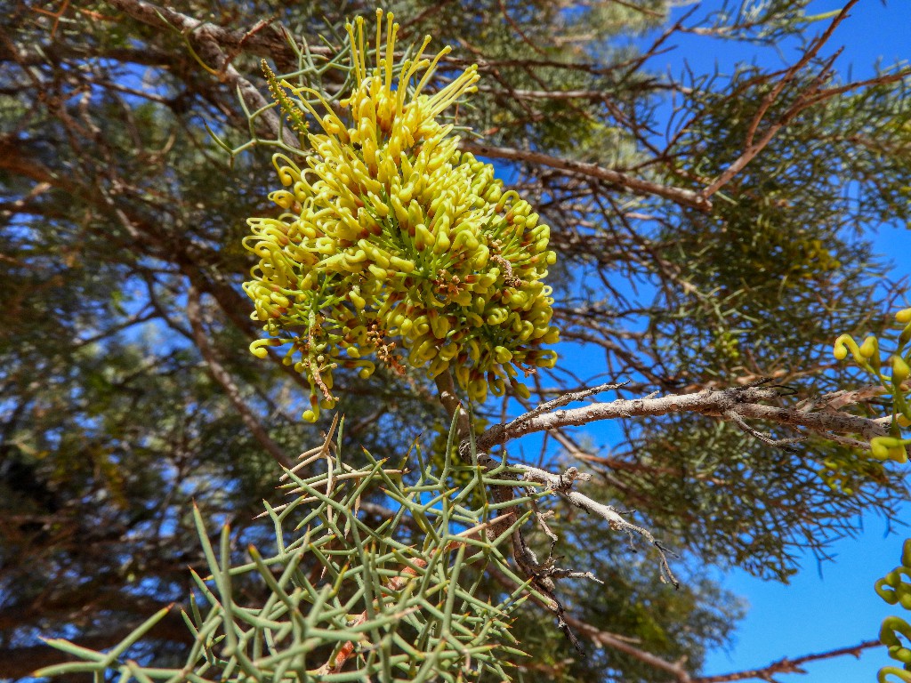 Fork-leaved corkwood - Hakea divaricata