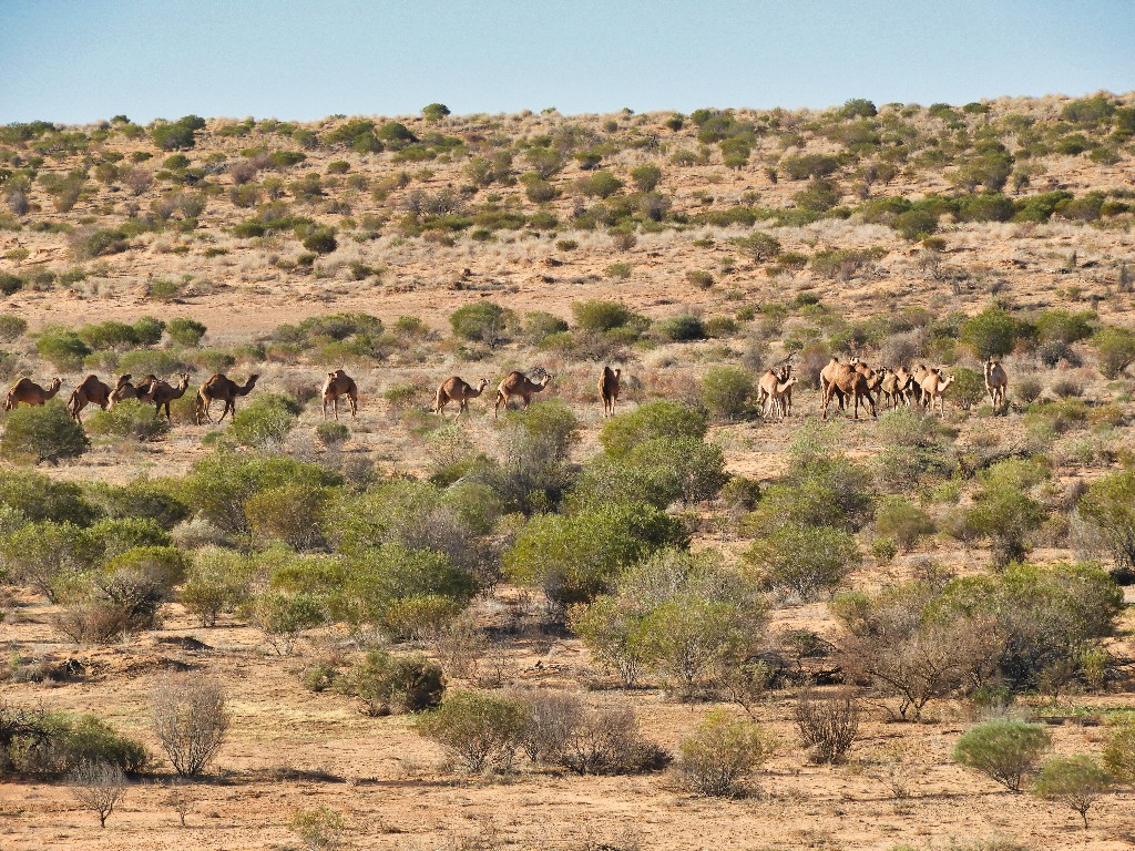 19 Camels