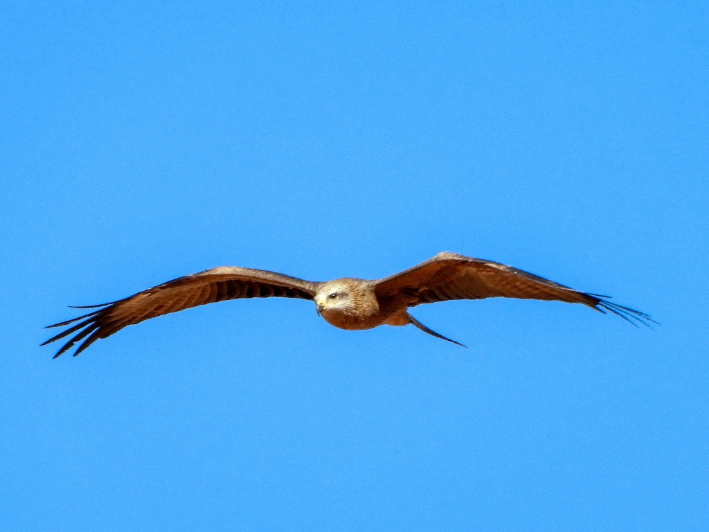 Black kite