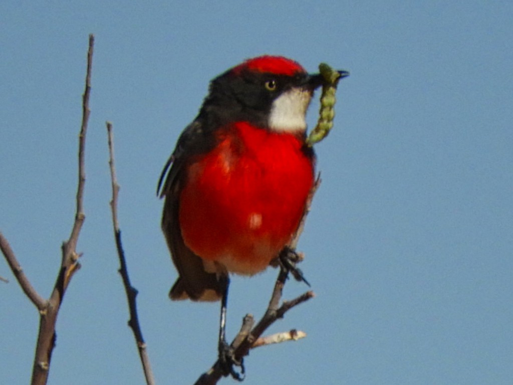 Crimson Chat