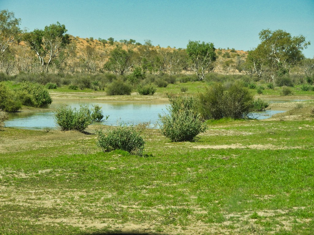 Eyre Creek forbes